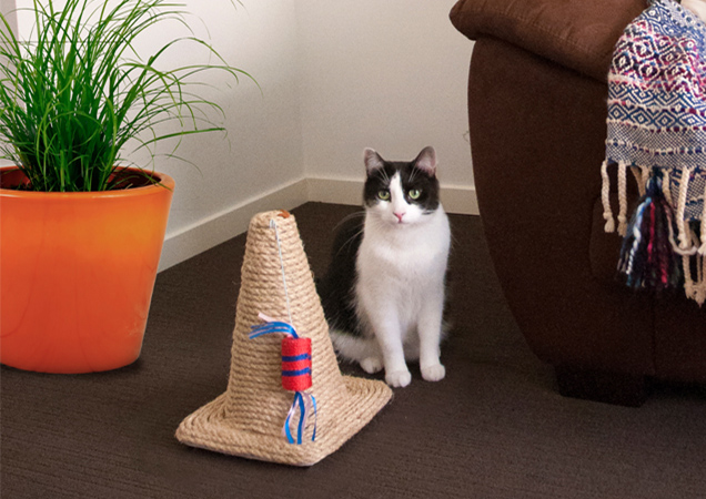 Black and white cat sitting next to a cat cone.